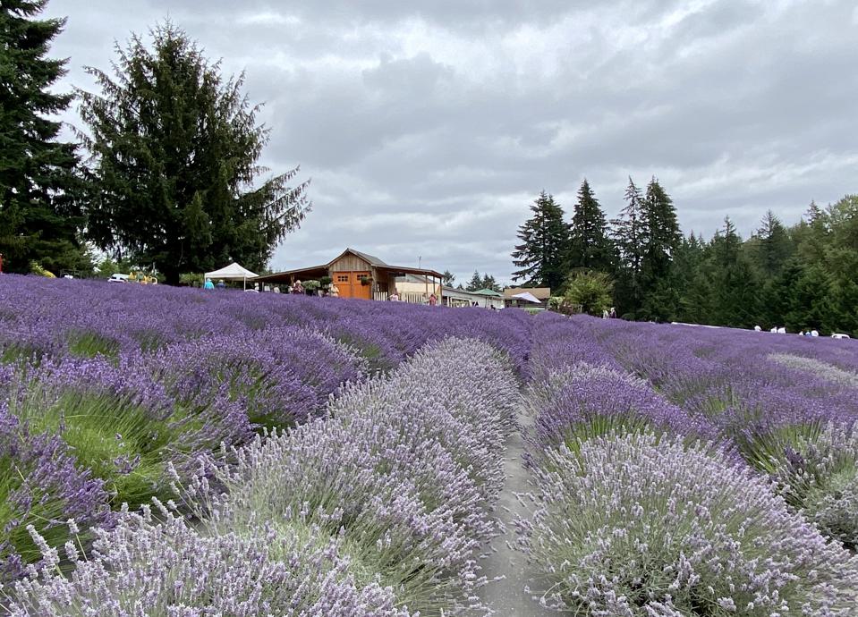 A field of lavender plants on a farm.